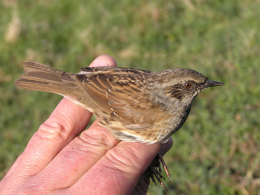 Dunnock, Sundre 20080503